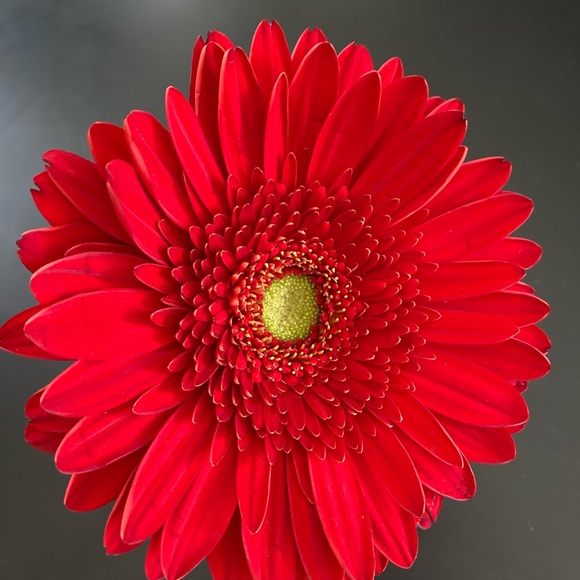 Meet your Posher, Emili - Picture 1 of 1